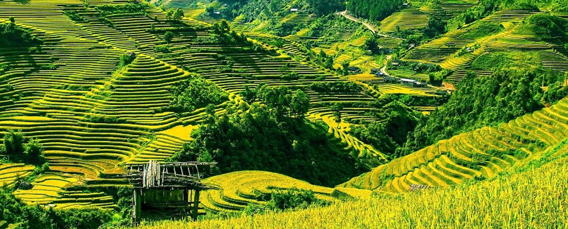 Landscapes of rice fields - Indonesia