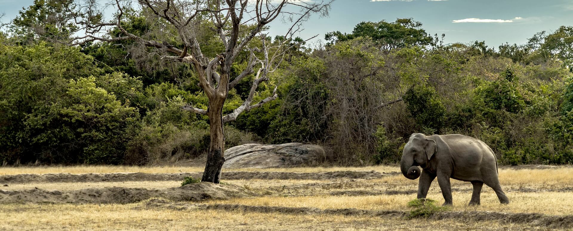 Yala National Park - Sri Lanka