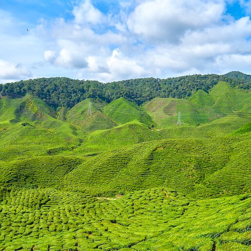 Hike in tea plantations