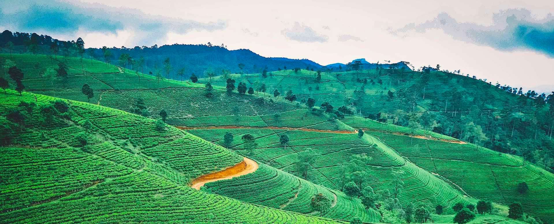 Ceylon Tea Museum - Sri Lanka