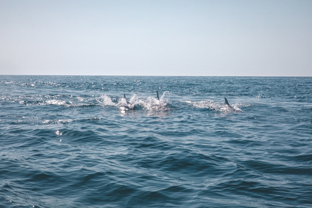 Swimming with dolphins